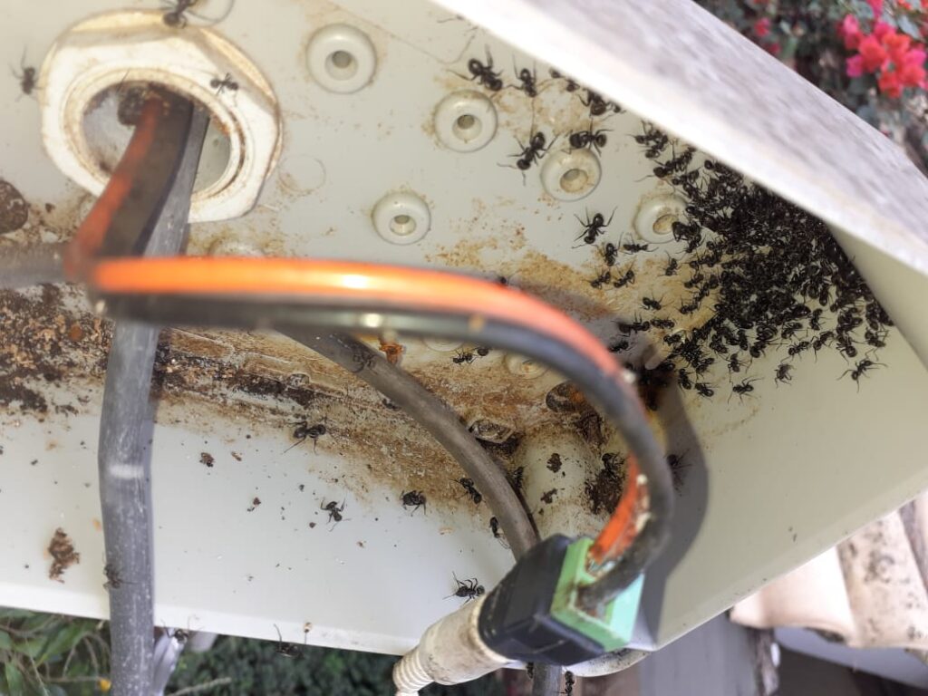 Faça a dedetização dos equipamentos de segurança para acabar com formigueiros 